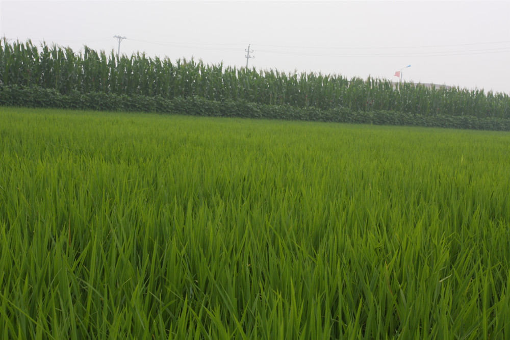 水稻化學(xué)除草五要五不要